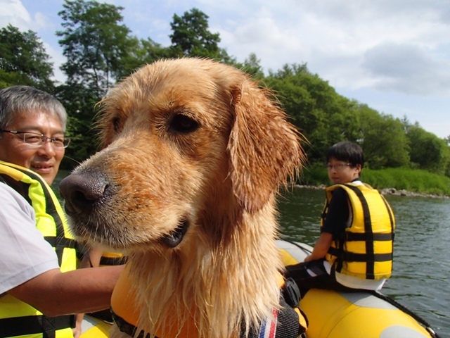 川下りを楽しむ大型犬